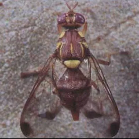 thumbnail for publication: Melon Fly, Bactrocera cucurbitae (Coquillett) (Insecta: Diptera: Tephritidae)